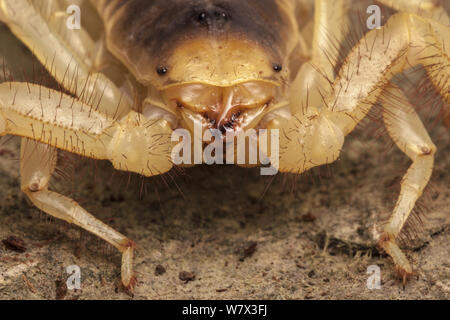 Hairy désert (Scorpion Hadrurus arizonensis). Captive, originaire d'Amérique du Nord. Banque D'Images