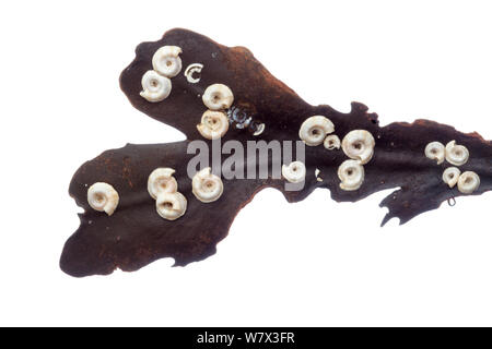 Les vers du tube (Spirorbis spirorbis) sur crémaillère (Fucus serratus), photographié sur un fond blanc dans champ mobile studio. Île de Skye, Hébrides intérieures, Ecosse, Royaume-Uni. Avril. Banque D'Images