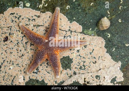 L'étoile de mer commune (Asterias rubens), Isle of Mull, Scotland, UK. De juin. Banque D'Images