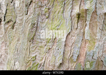 L'écorce de sycomore (Acer pseudoplatanus) sur un arbre adulte. Parc national de Peak District, Derbshire, UK. Avril. Banque D'Images