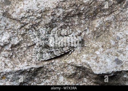 L'herbe (Acronicta rumicis Knot) papillon camouflé sur rock, parc national de Peak District, Derbyshire, Royaume-Uni. De juin. Banque D'Images