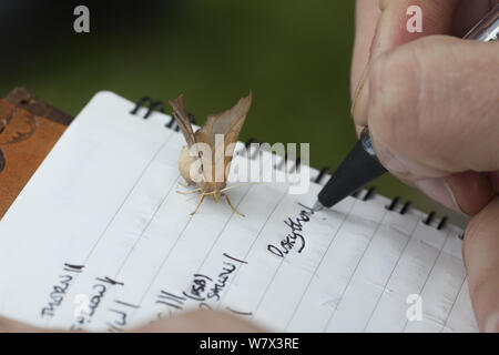 Personne à écrire des notes à l'espèce de piège, de brun noirâtre Thorn Ennomos (fuscantaria) sur papier. La Forêt nationale, Leicestershire, UK. Septembre. Banque D'Images