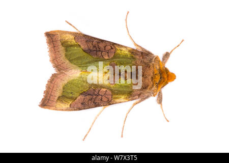 Laiton Bruni (Plusia chrysitis) papillon sur fond blanc dans un studio mobile de campagne. Parc national de Peak District, Derbyshire, Royaume-Uni. De juin. Banque D'Images