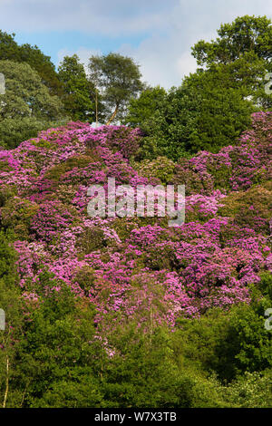 Rhododendron (Rhododendron ponticum) en fleur.Parc national de Peak District, Derbyshire, Royaume-Uni. De juin. Les espèces envahissantes. Banque D'Images