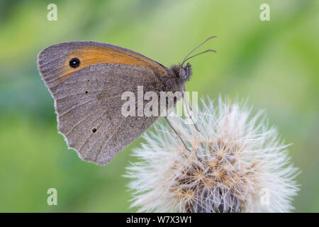 Meadow brown butterfly (Maniola jurtina) Parc national de Peak District, Derbyshire, Royaume-Uni. Juillet. Banque D'Images