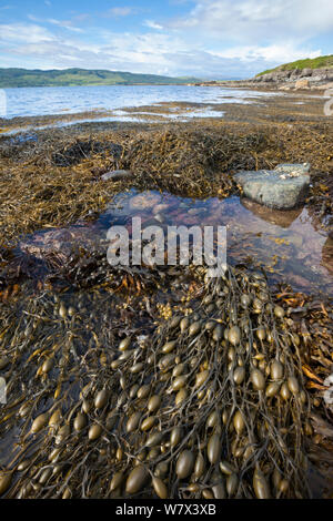 Rack d'oeufs / noueux algues (Ascophyllum nodosum) croissant dans la zone du milieu, découverte à marée basse. Isle of Mull, Scotland, UK. De juin. Banque D'Images