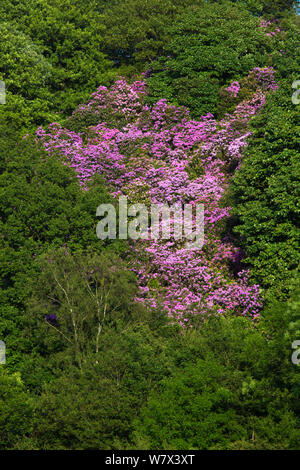 Rhododendron (Rhododendron ponticum) en fleurs. Parc national de Peak District, Derbyshire, Royaume-Uni. De juin. Les espèces envahissantes. Banque D'Images