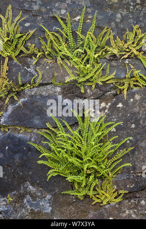 Les cheveux de jeune fille-trichomanus Spleenwort (Asplenium), Isle of Mull, Scotland, UK. De juin. Banque D'Images