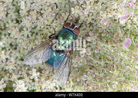 Greenbottle (Lucilia caesar) Parc national de Peak District, Derbyshire, Royaume-Uni. Juillet. Banque D'Images