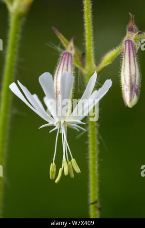 Nottingham Scouler (Silene nutans), Parc national de Peak District, Derbyshire, Royaume-Uni. De juin. Banque D'Images