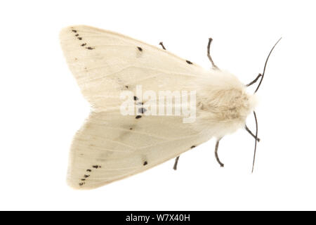 Buff hyponomeute du pommier (Spilosoma luteum) homme, sur un fond blanc dans un studio mobile de campagne. Devon, Royaume-Uni. De juin. Banque D'Images