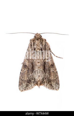 The Arches (Apamea monoglypha) papillon sur un fond blanc. Parc national de Peak District, Derbyshire, Royaume-Uni. Juillet. Banque D'Images