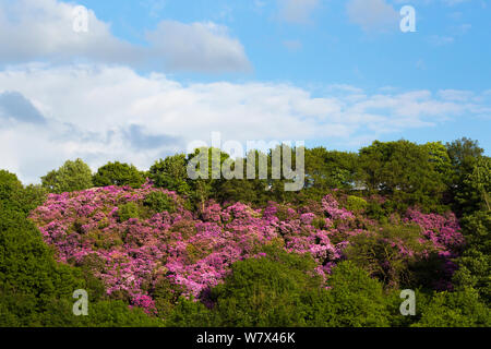 Rhododendron (Rhododendron ponticum) en fleurs. Parc national de Peak District, Derbyshire, Royaume-Uni. De juin. Les espèces envahissantes. Banque D'Images