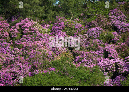 Rhododendron (Rhododendron ponticum) en fleurs. Parc national de Peak District, Derbyshire, Royaume-Uni. De juin. Les espèces envahissantes. Banque D'Images