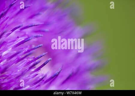 Le musc Chardon (Carduus nutans) close up of flower, Devon, UK. De juin. Banque D'Images