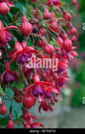 Fuchsia &# 39;Royal Velvet&# 39 ; dans le récipient, Norfolk, Angleterre, juin. Banque D'Images