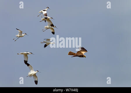 Busard des roseaux (Circus aeruginosus) d'être assailli par des avocettes (Recurvirostra avosetta). Norfolk, UK, mai. Banque D'Images