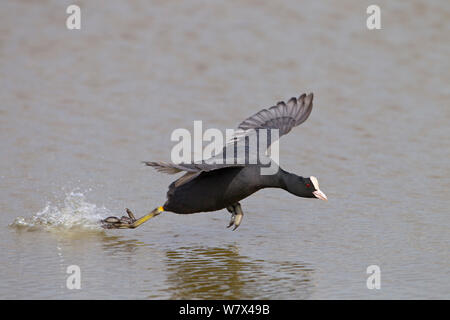 Foulque macroule (Fulica atra) en marche sur l'eau avant le décollage. Royaume-uni, mars. Banque D'Images