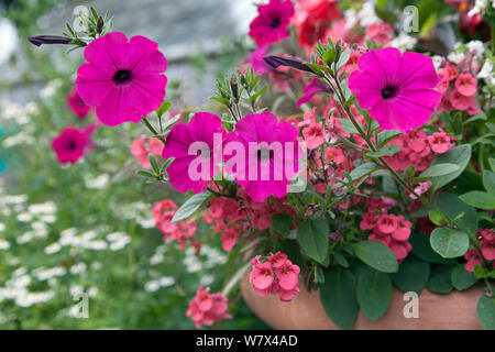 Pink Pétunias (Petunia sp.) dans la région de jardin contenant, Royaume-Uni, juin. Banque D'Images