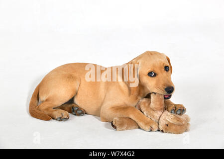 Chiot Labrador jaune avec nounours. Banque D'Images