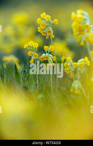 (Primula veris Cowslips) poussant sur des exploitations agricoles biologiques. Norfolk, UK, avril. Banque D'Images