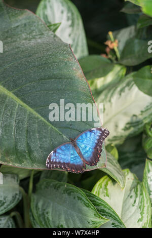 Papillon Bleu morpho peleides Morpho (). En captivité. Se produit en Amérique centrale et du Sud. Banque D'Images