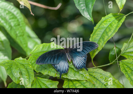 La faible swallowtail Butterfly (Papilio lowi) mâle. En captivité. Se produit à Bornéo, en Indonésie et aux Philippines. Banque D'Images