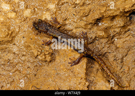 Grotte italienne salamandre (Hydromantes italicus), l'Italie, avril. Banque D'Images