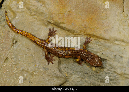 Strinati&# 39;s salamandre (Hydromantes strinatii grotte), l'Italie, avril. Banque D'Images