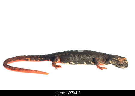 Le nord de l'ours à lunettes (salamandre Salamandrina perspicillata) contre l'arrière-plan blanc, Italie, avril. Conditions contrôlées. Banque D'Images