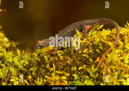 Le nord de l'ours à lunettes (salamandre Salamandrina perspicillata), l'Italie, avril. Banque D'Images