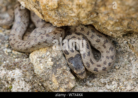 Couleuvre lisse (Coronella austriaca), l'Italie, avril. Banque D'Images