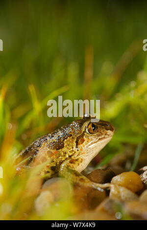 Crapaud commun (Pelobates fuscus), France, mai. Banque D'Images