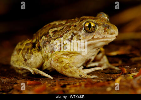 Crapaud commun (Pelobates fuscus), France, mai. Banque D'Images