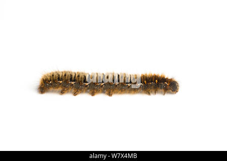 Fox Moth Macrothylacia rubi (caterpillar), Hallam Moor, dans le sud du Yorkshire. Mai. Banque D'Images