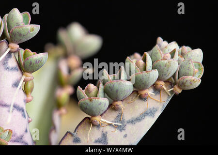 Mexican Hat plant, ou "mère-de-milliers' Bryophyllum Daigremontianum () montrant les plantules adventives le long du bord de la feuille, une forme de reproduction végétative. Banque D'Images