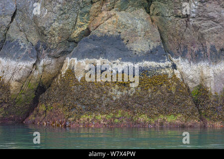 Des roches couvertes d'algues colorées à marée basse, Prince William Sound, Alaska, USA. Juin 2013. Banque D'Images