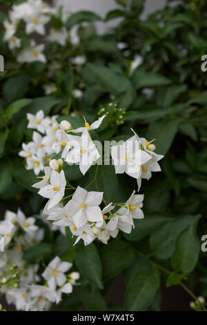 Inflorescence blanche de Solanum laxum vine Banque D'Images