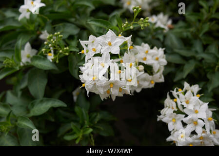 Inflorescence blanche de Solanum laxum vine Banque D'Images