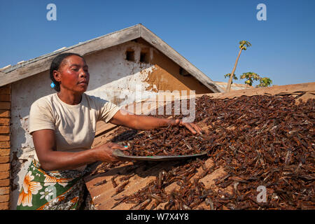 Criquet migrateur (Locusta migratoria capito) recueillies pour l'alimentation, le séchage sur le toit, à proximité de Parc National d'Isalo, Madagascar. Août 2013. Banque D'Images