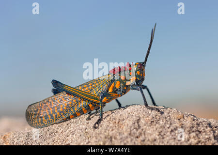 Oceaites géant (Phymateus saxosus) Parc National d'Isalo, Madagascar. En août. Banque D'Images