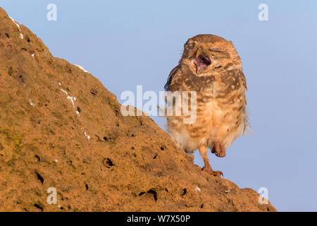 Chevêche des terriers (Athene cunicularia), des profils de bâiller, parc national Serra da Canastra, Brésil, janvier 2014. Banque D'Images