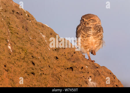 Chevêche des terriers (Athene cunicularia), couchage adultes, parc national Serra da Canastra, Brésil, janvier 2014. Banque D'Images