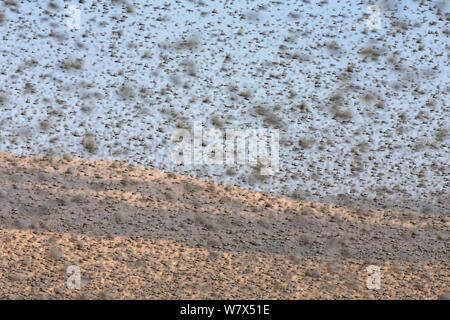 Criquet migrateur (Locusta migratoria capito) voler en essaim, près de Parc National d'Isalo, Madagascar. Août 2013. Banque D'Images