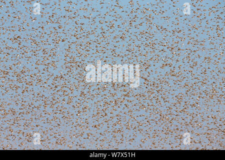 Criquet migrateur (Locusta migratoria capito) voler en essaim, près de Parc National d'Isalo, Madagascar. Août 2013. Banque D'Images