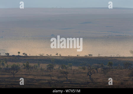 Criquet migrateur (Locusta migratoria capito) voler en essaim, près de Parc National d'Isalo, Madagascar. Août 2013. Banque D'Images