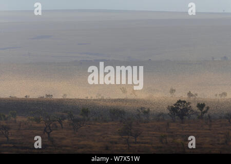 Criquet migrateur (Locusta migratoria capito) voler en essaim, près de Parc National d'Isalo, Madagascar. Août 2013. Banque D'Images