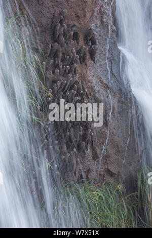 Grande Tache sombre (Cypseloides senex martinets) perché sur la falaise en face de Cascade, parc national de l'Iguazu, Brésil, janvier 2014. Banque D'Images