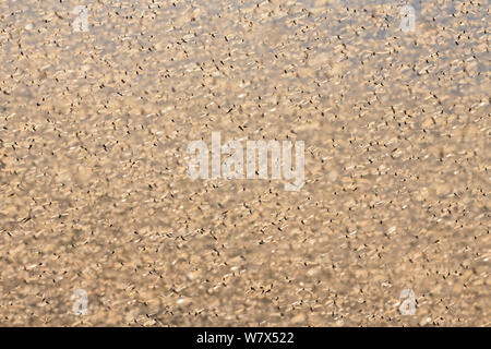 Criquet migrateur (Locusta migratoria capito) voler en essaim, près de Parc National d'Isalo, Madagascar. Août 2013. Banque D'Images