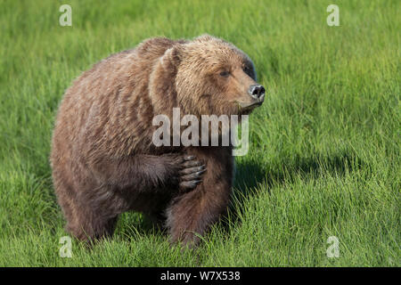 Côtières / grizzli Ours brun (Ursus arctos horribilis) rayer elle-même, Lake Clark National Park, Alaska, USA. De juin. Banque D'Images